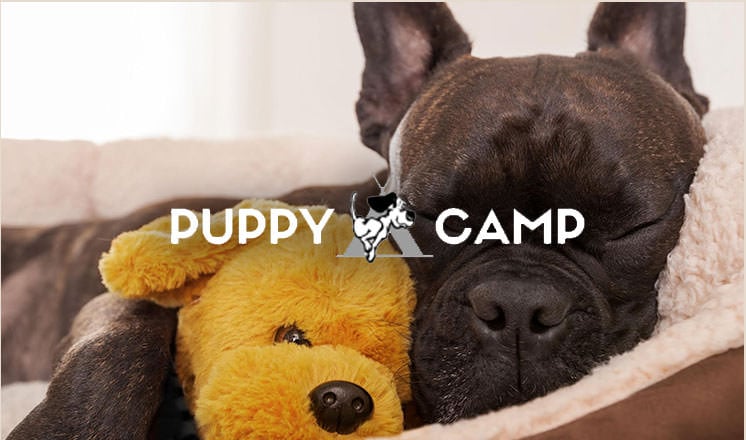 Puppy Camp